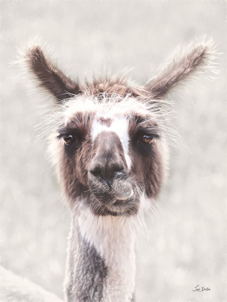 Quizzical Alpaca art print by Lori Deiter for $57.95 CAD