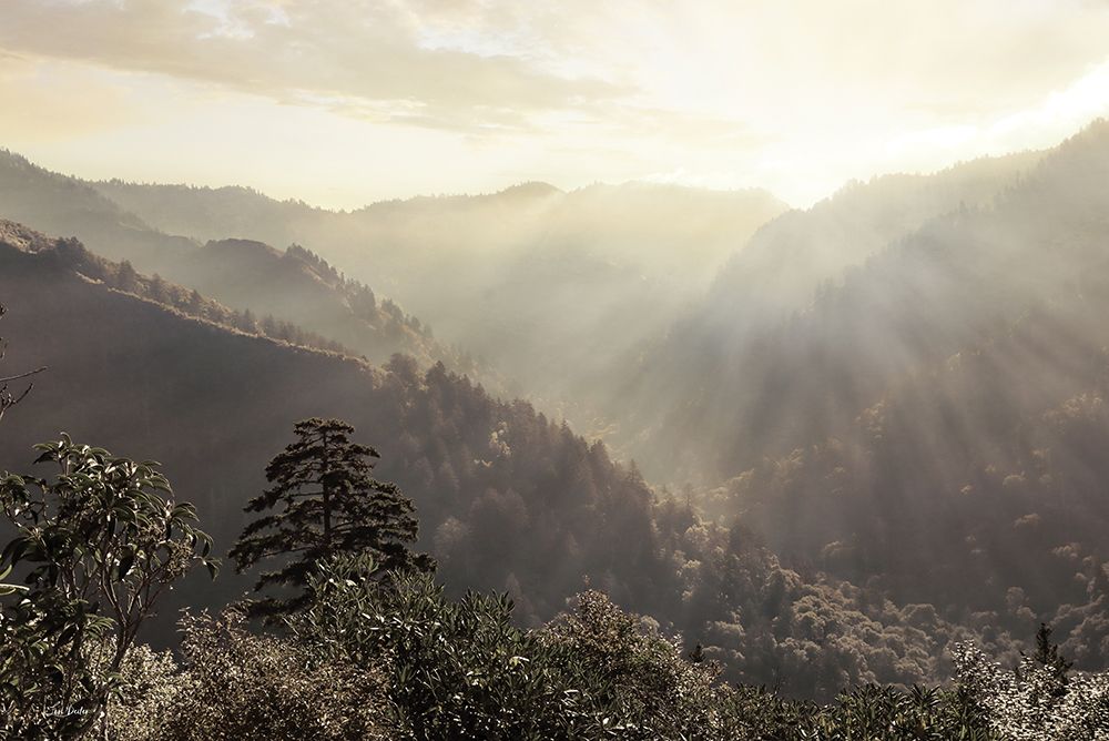 Misty Sun Rays art print by Lori Deiter for $57.95 CAD
