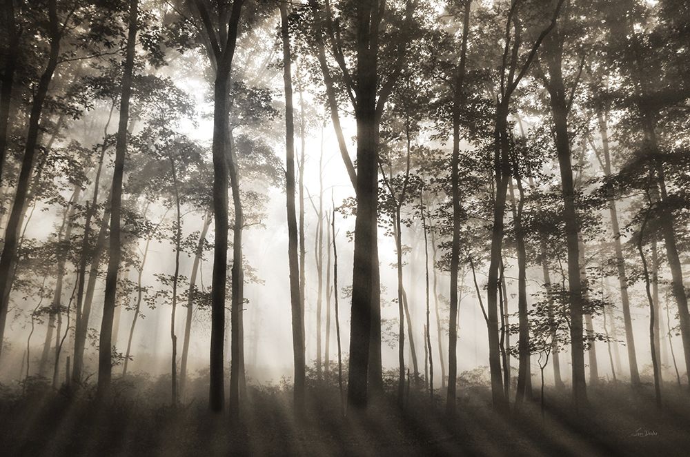 Forest Illumination art print by Lori Deiter for $57.95 CAD