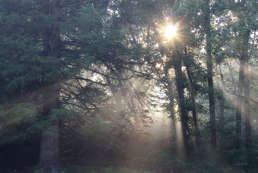 Forest Rays of Light art print by Lori Deiter for $57.95 CAD
