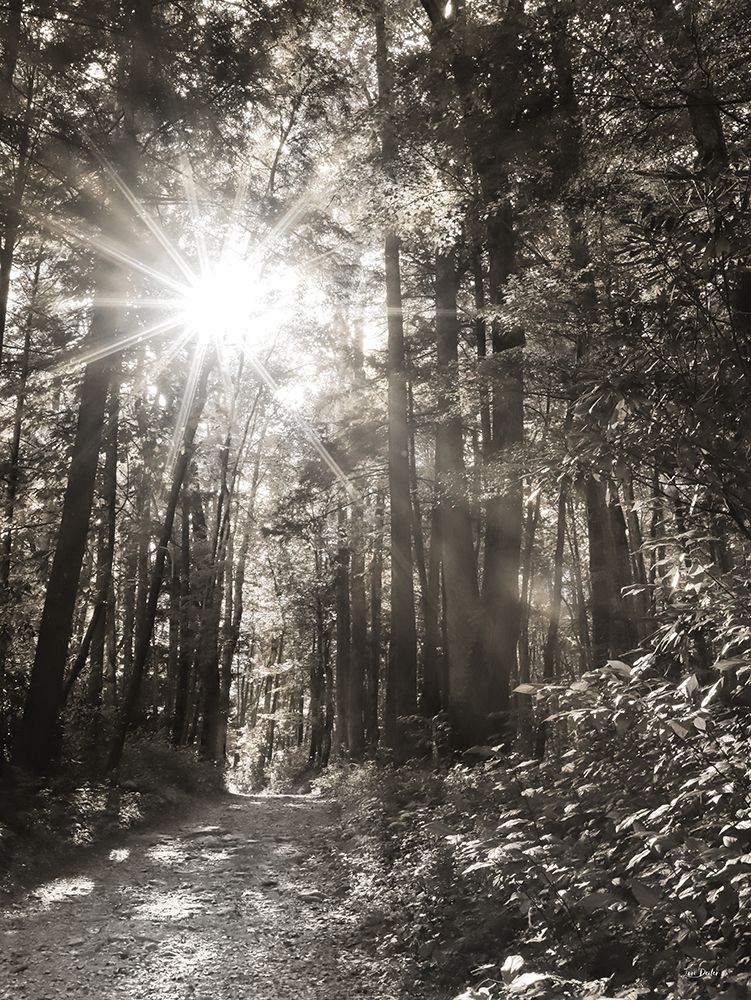 Little Pigeon River Trail art print by Lori Deiter for $57.95 CAD