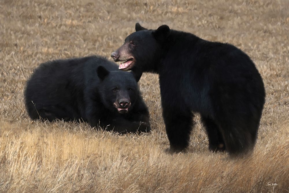 Pair of Bears art print by Lori Deiter for $57.95 CAD