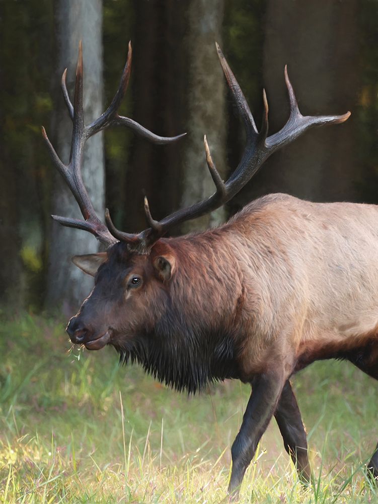 Cherokee Elk I art print by Lori Deiter for $57.95 CAD