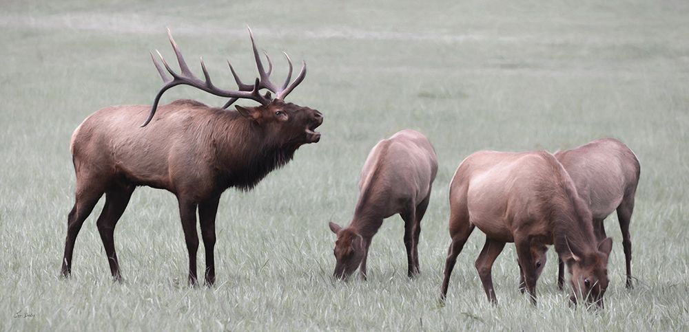 Elk Call art print by Lori Deiter for $57.95 CAD