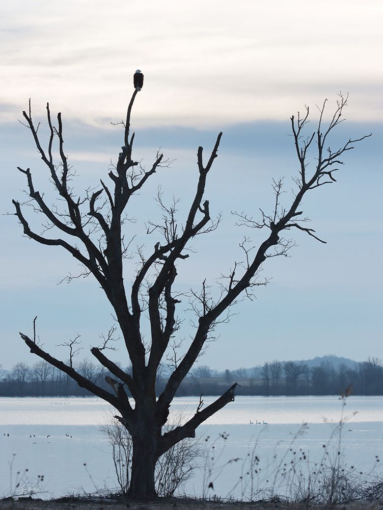 Waiting and Watching art print by Lori Deiter for $57.95 CAD