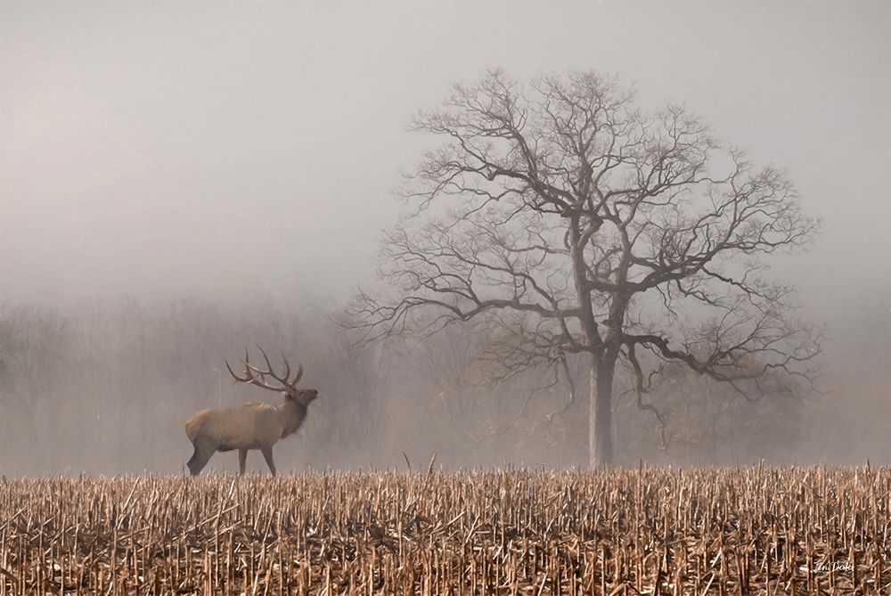 A Lone Elk art print by Lori Deiter for $57.95 CAD
