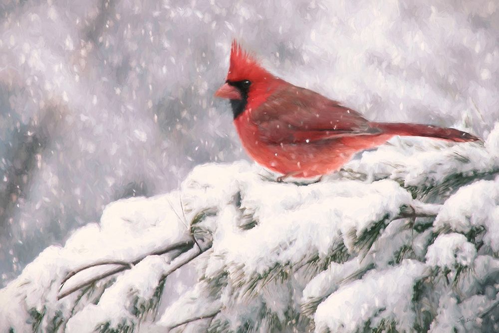 Winter Cardinal I art print by Lori Deiter for $57.95 CAD