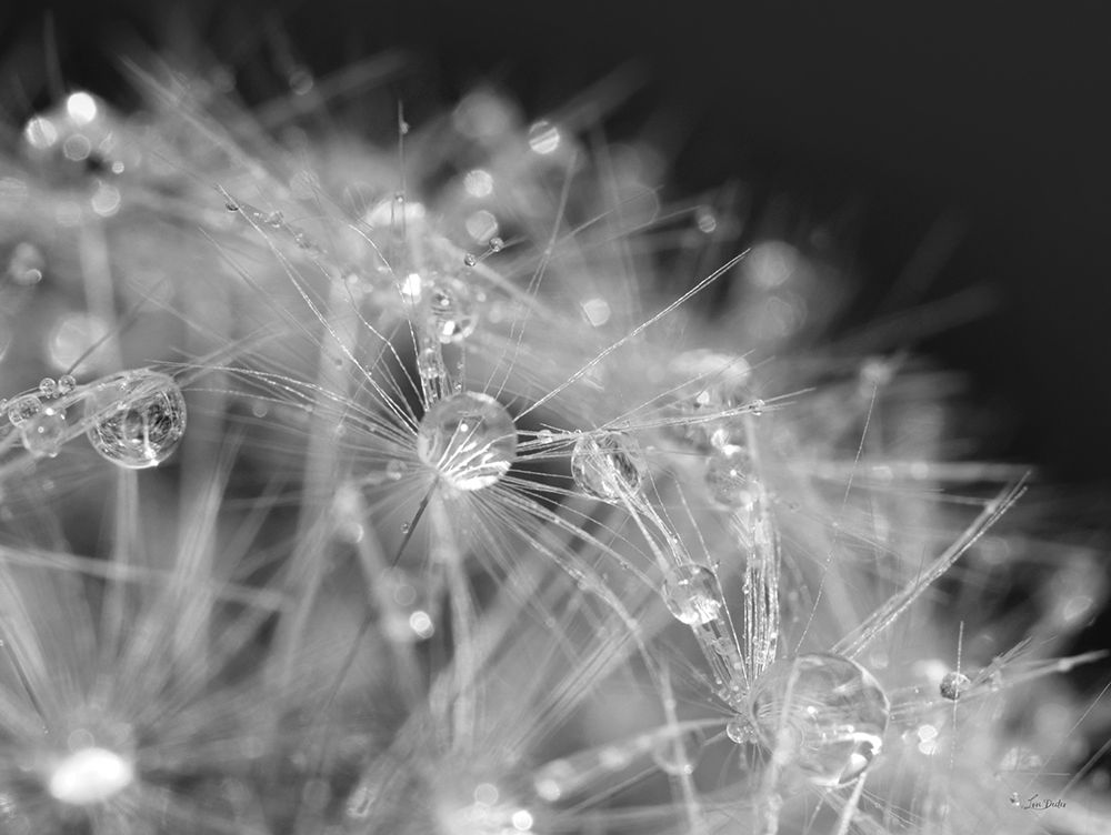 Droplet in Time I art print by Lori Deiter for $57.95 CAD