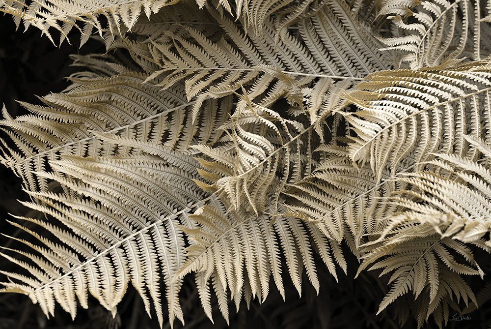 Golden Ferns II art print by Lori Deiter for $57.95 CAD