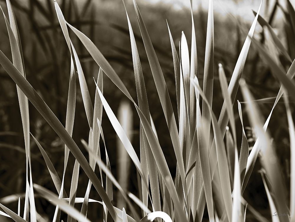 Sunlit Grass art print by Lori Deiter for $57.95 CAD