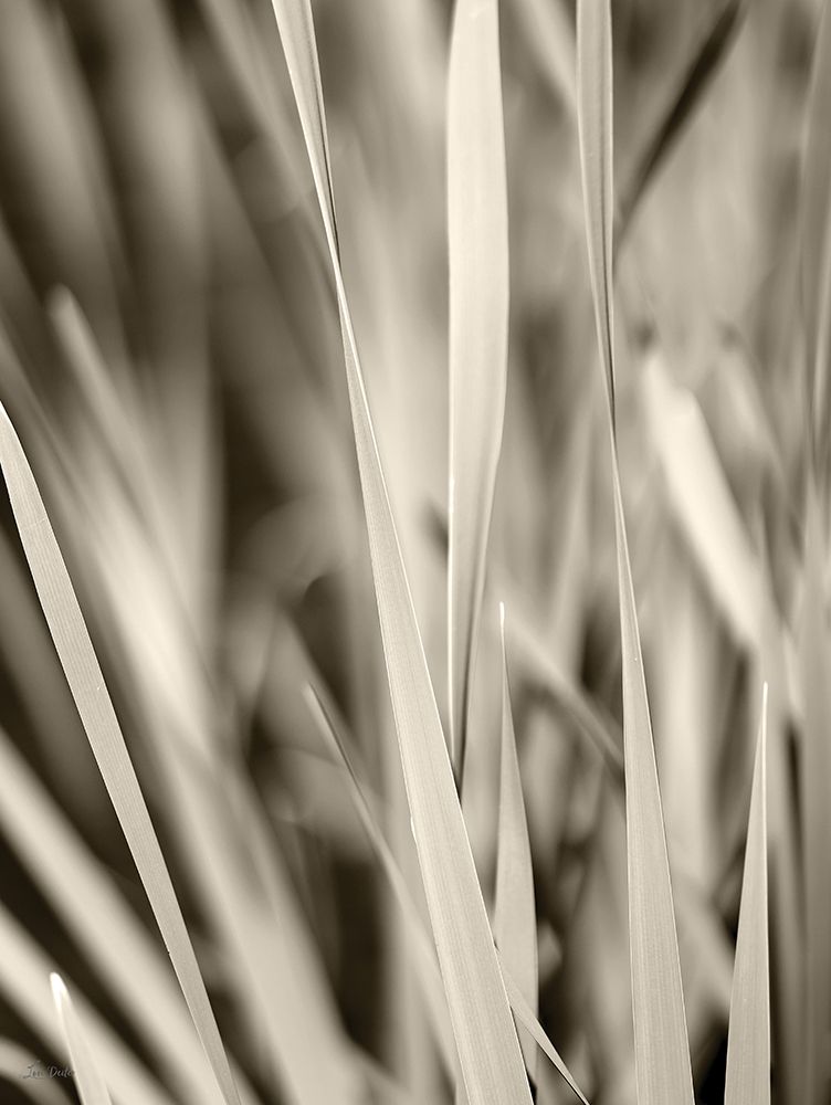 Blades of Grass art print by Lori Deiter for $57.95 CAD