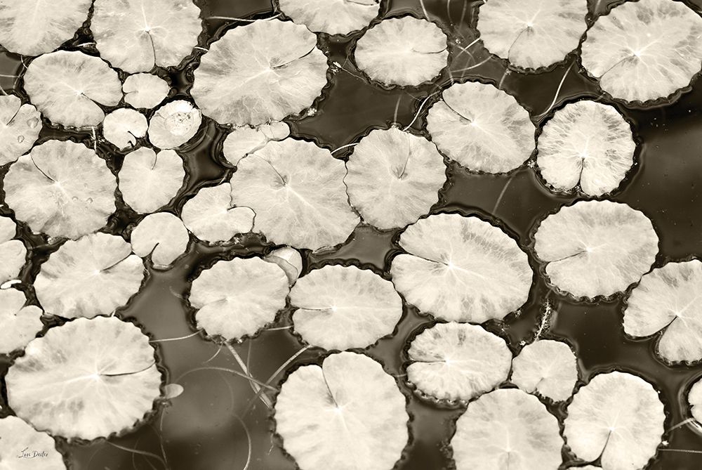 Patterns in the Pond art print by Lori Deiter for $57.95 CAD