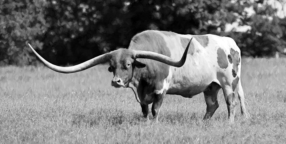 Lone Star Longhorn art print by Lori Deiter for $57.95 CAD