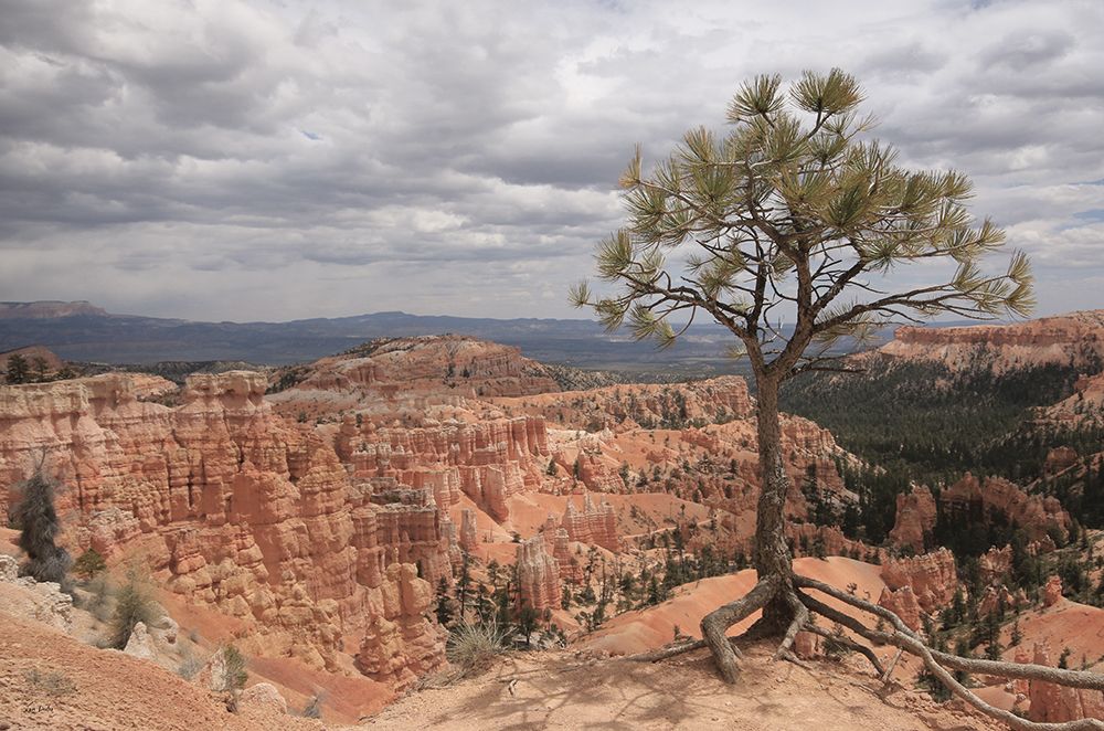 View of Bryce Canyon art print by Lori Deiter for $57.95 CAD
