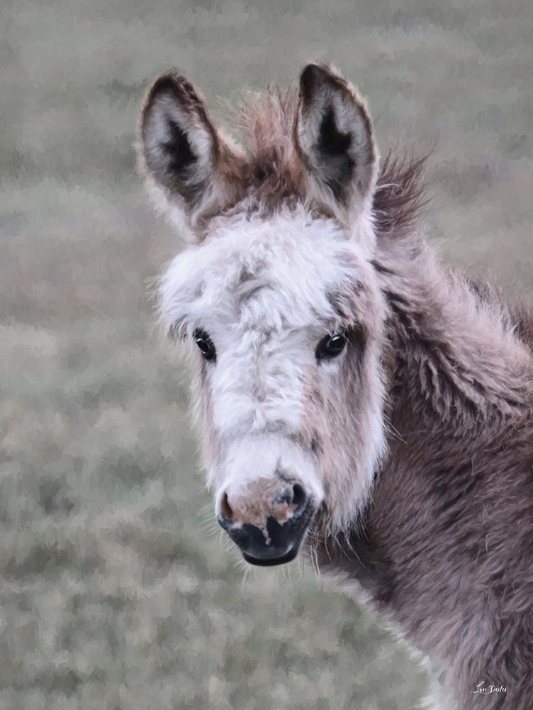 Fuzzy Donkey art print by Lori Deiter for $57.95 CAD