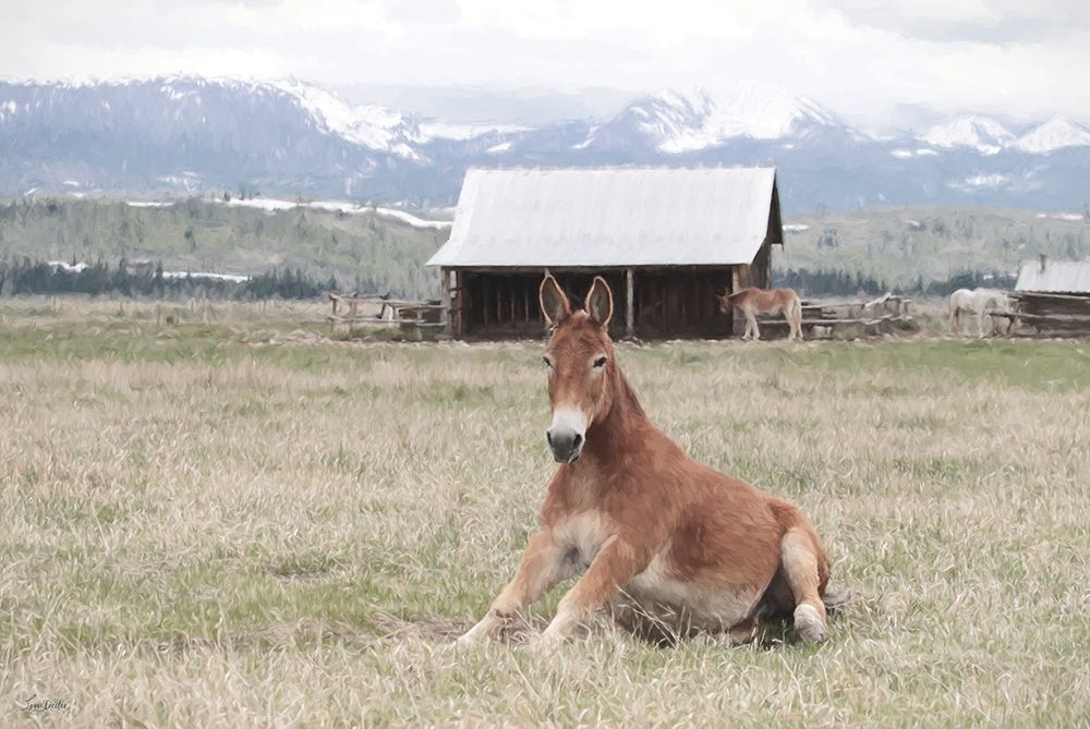 Mountain Mule art print by Lori Deiter for $57.95 CAD