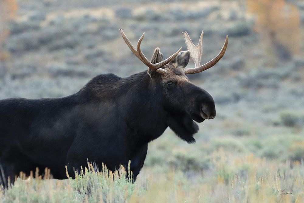 Moose on the Loose art print by Lori Deiter for $57.95 CAD