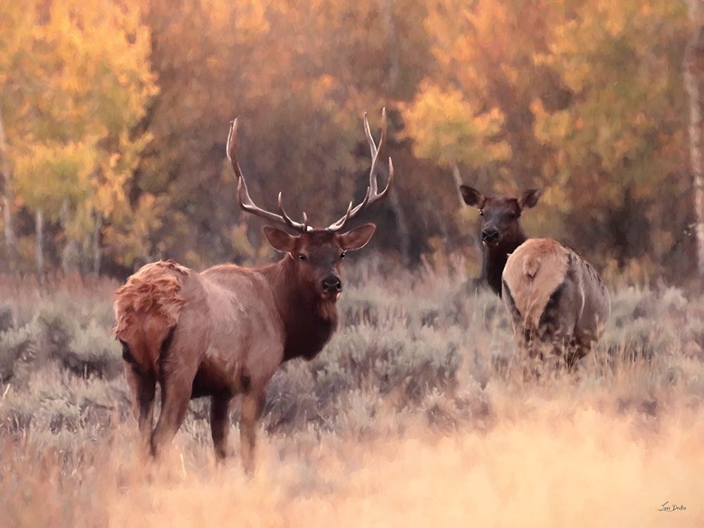Elk Pair in Autumn art print by Lori Deiter for $57.95 CAD