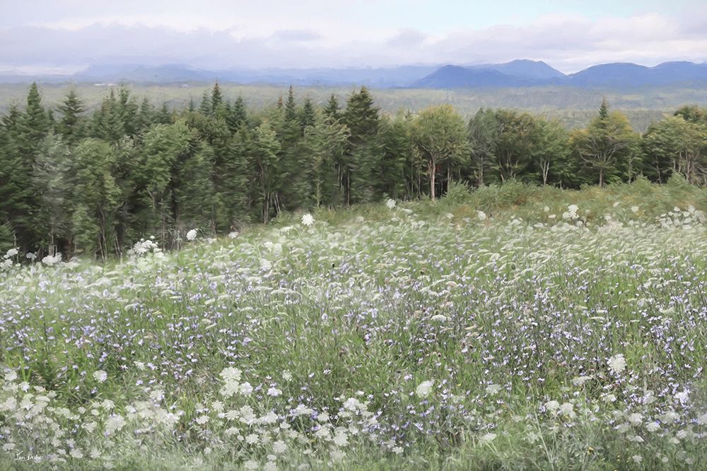 Mountain Wildflowers art print by Lori Deiter for $57.95 CAD
