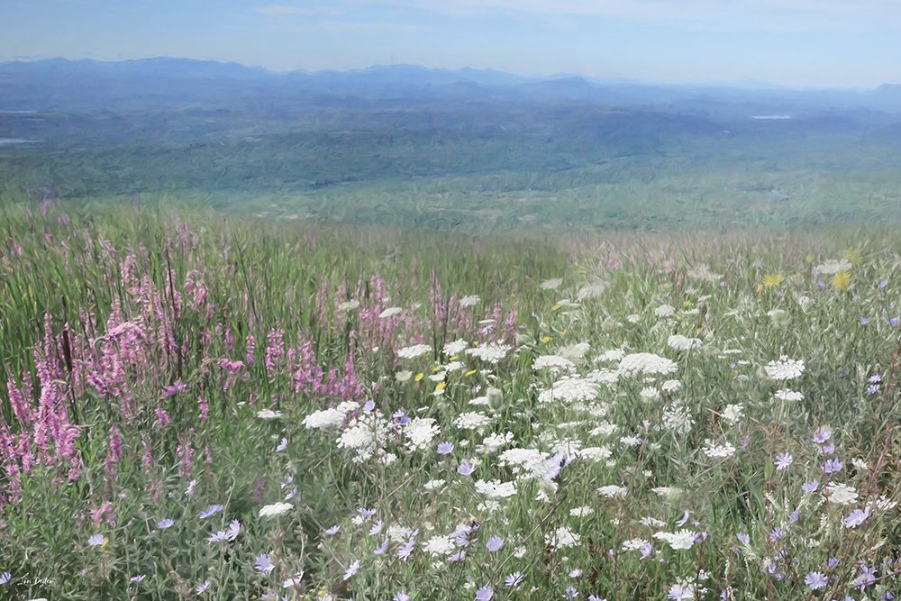 Hills of Wildflowers art print by Lori Deiter for $57.95 CAD