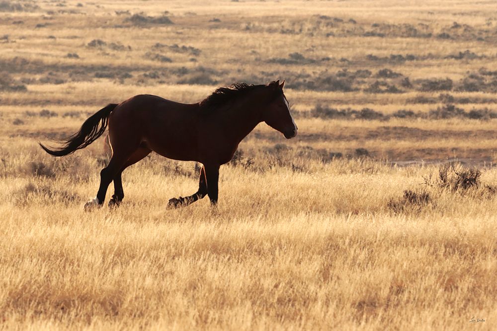 The Wild Spirit art print by Lori Deiter for $57.95 CAD