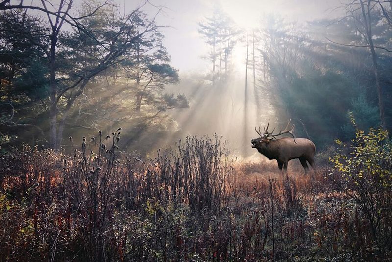 Bugling Elk art print by Lori Deiter for $57.95 CAD
