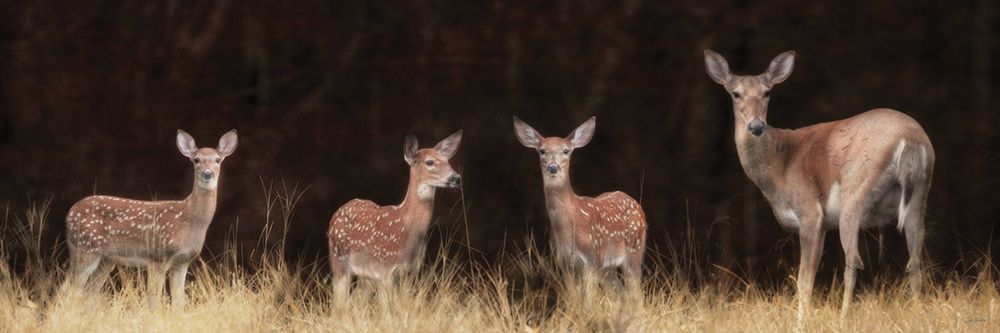Whitetail Watch art print by Lori Deiter for $57.95 CAD