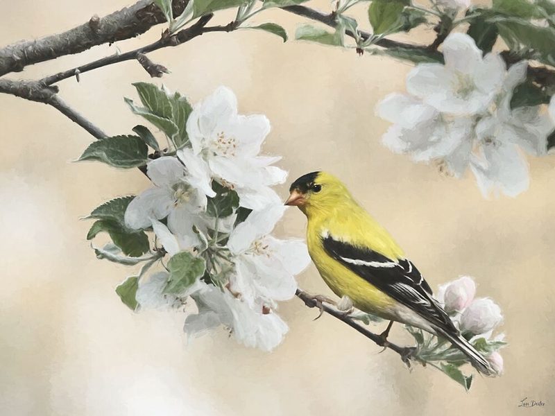 Sunshine Branch II art print by Lori Deiter for $57.95 CAD