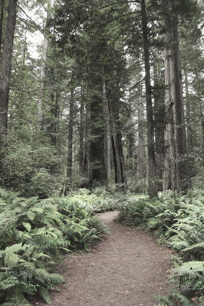 Redwood Trail art print by Lori Deiter for $57.95 CAD
