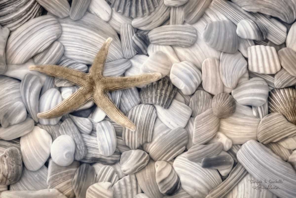 Starfish and Seashells art print by Lori Deiter for $57.95 CAD