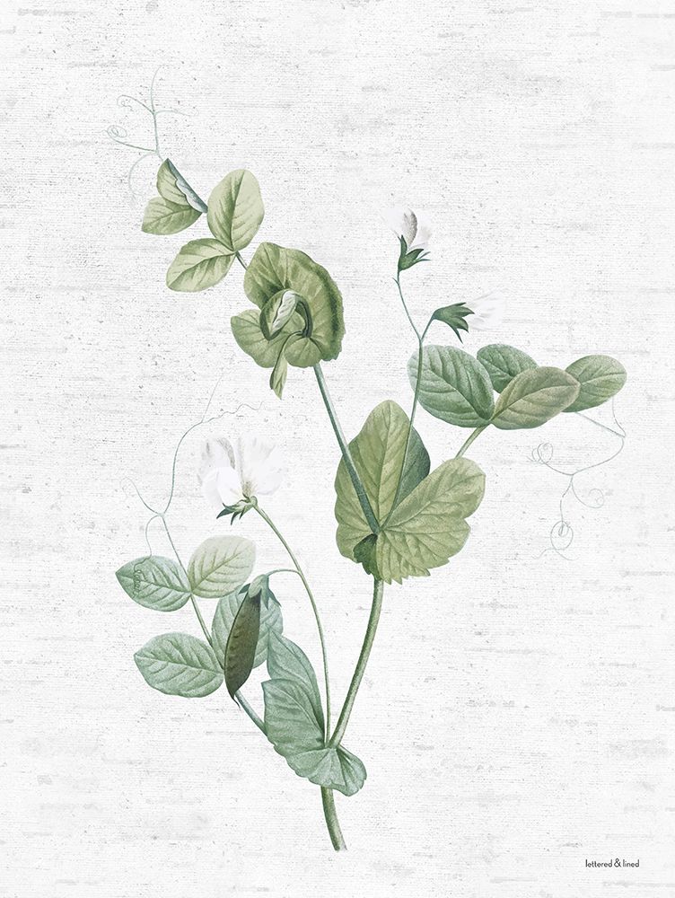 Botanical Trio II art print by lettered And lined for $57.95 CAD