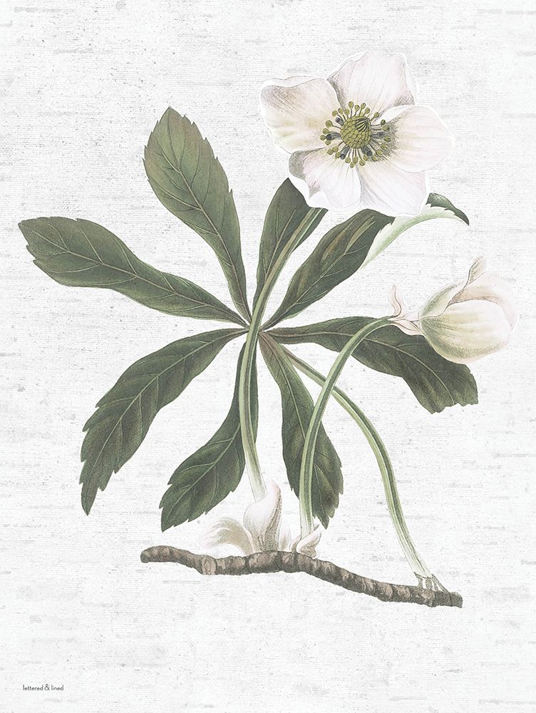 Botanical II art print by lettered And lined for $57.95 CAD
