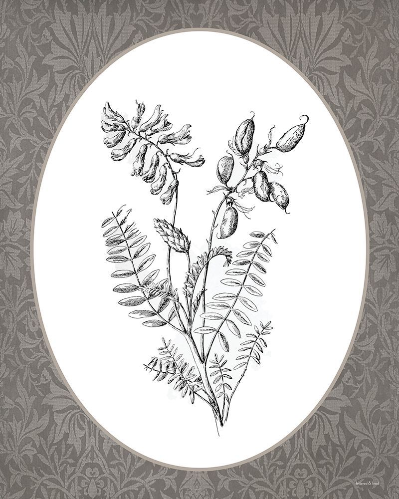 Vintage Botanical III art print by lettered And lined for $57.95 CAD