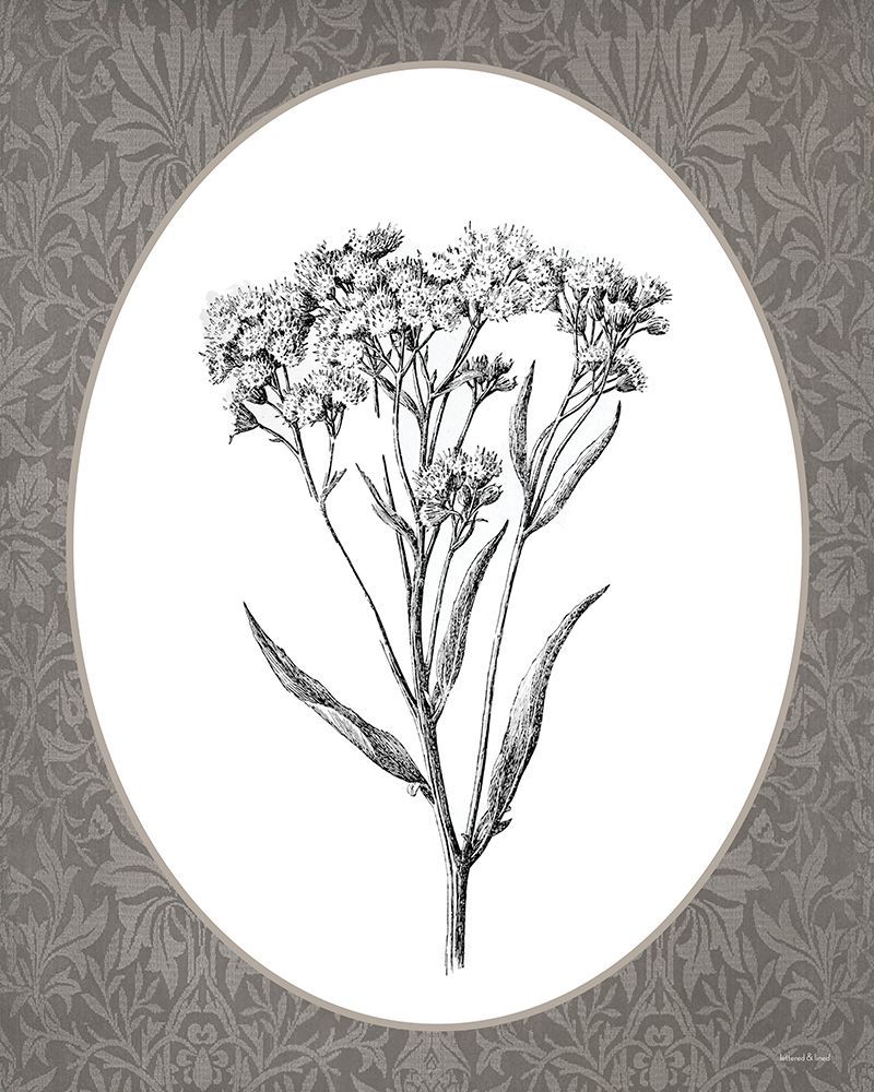 Vintage Botanical VI art print by lettered And lined for $57.95 CAD