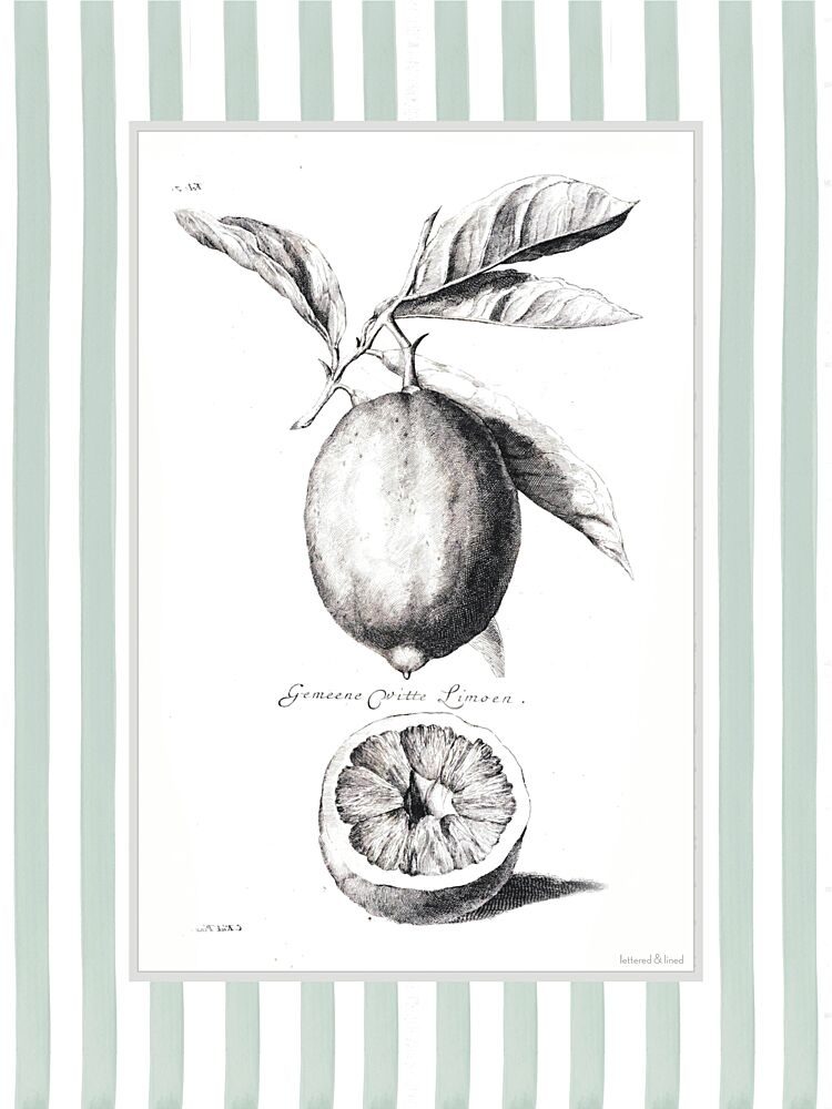Citrus Sketch I art print by Lettered and Lined for $57.95 CAD