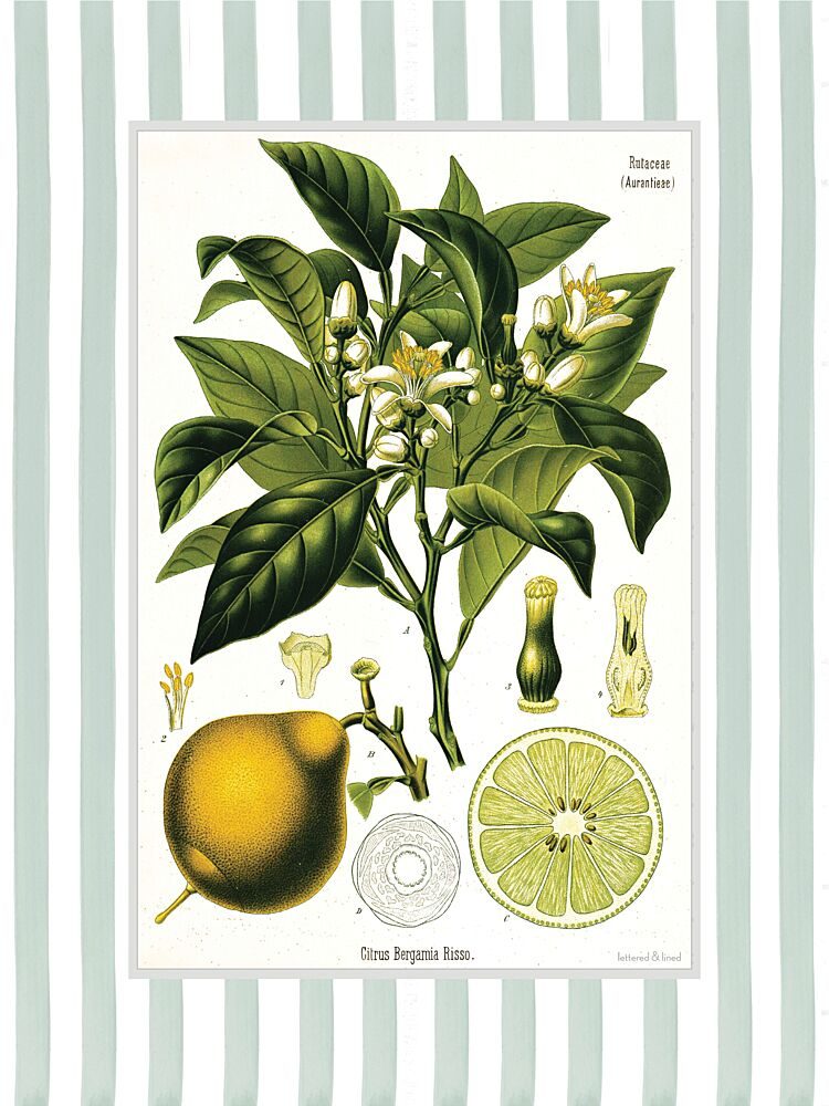 Citrus Bergamia Risso art print by Lettered and Lined for $57.95 CAD