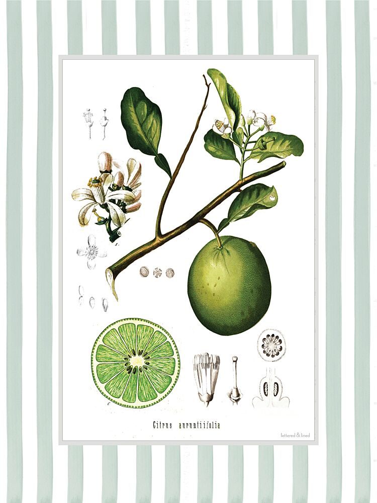 Citrus Aurantiifolia art print by Lettered and Lined for $57.95 CAD