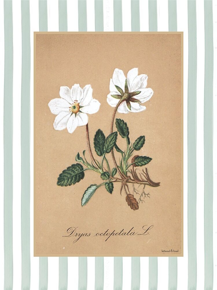Dryas Octopetala L art print by Lettered and Lined for $57.95 CAD
