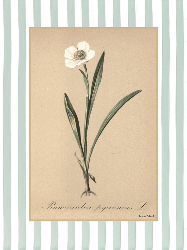 Ranunculus Pyrenaeus L art print by Lettered and Lined for $57.95 CAD