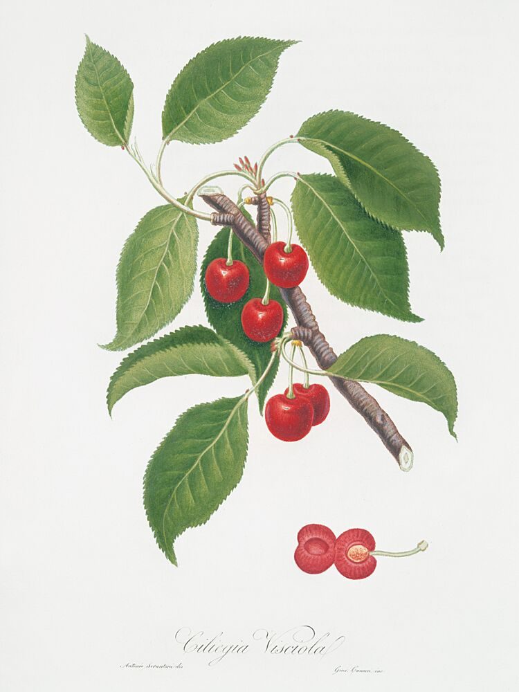 Ciliegia Visciola art print by Lettered and Lined for $57.95 CAD