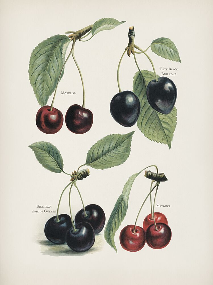 Vintage Fruit Print - Cherries art print by Lettered and Lined for $57.95 CAD