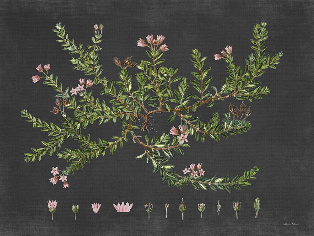 Alpine Azalea art print by Lettered and Lined for $57.95 CAD