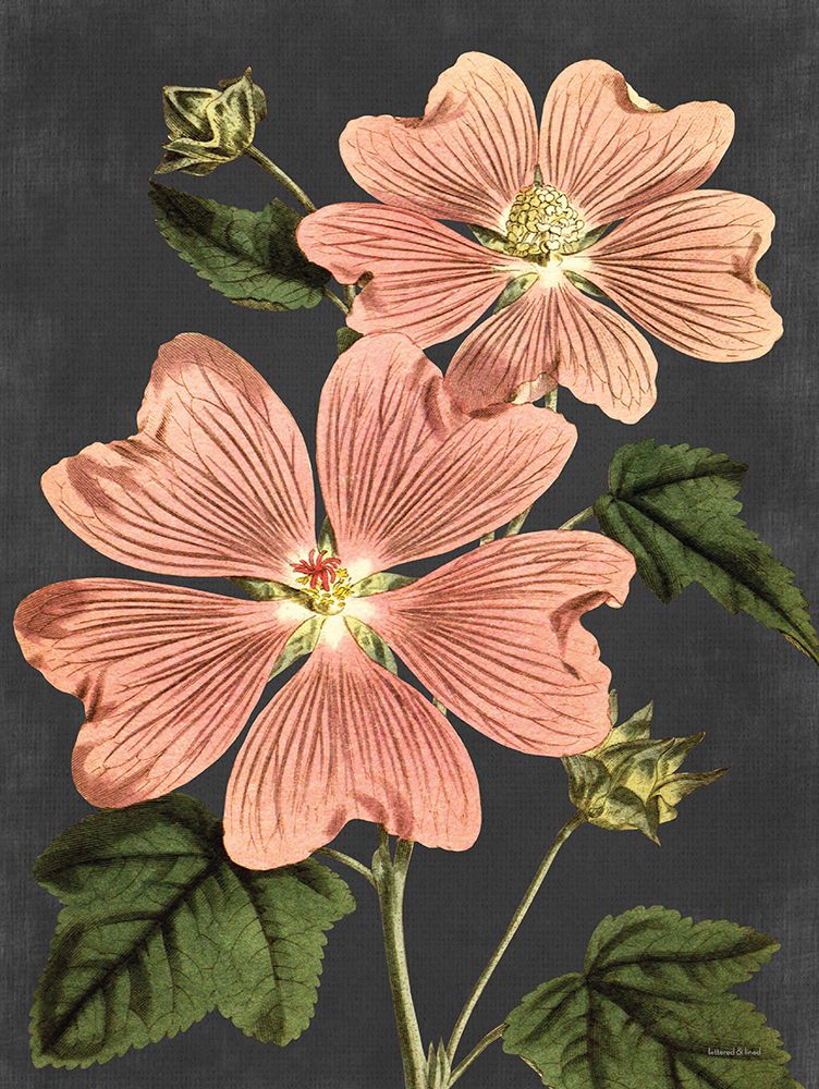 Pink Anemone art print by Lettered And Lined for $57.95 CAD