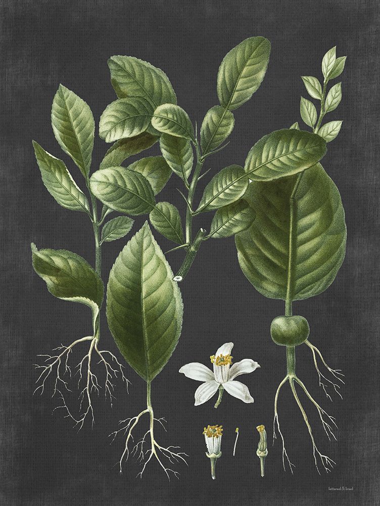 Citrus Botanical art print by Lettered and Lined for $57.95 CAD