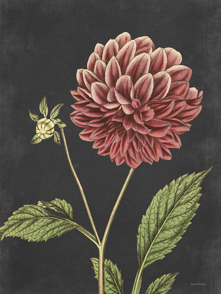 Dahlia art print by Lettered And Lined for $57.95 CAD
