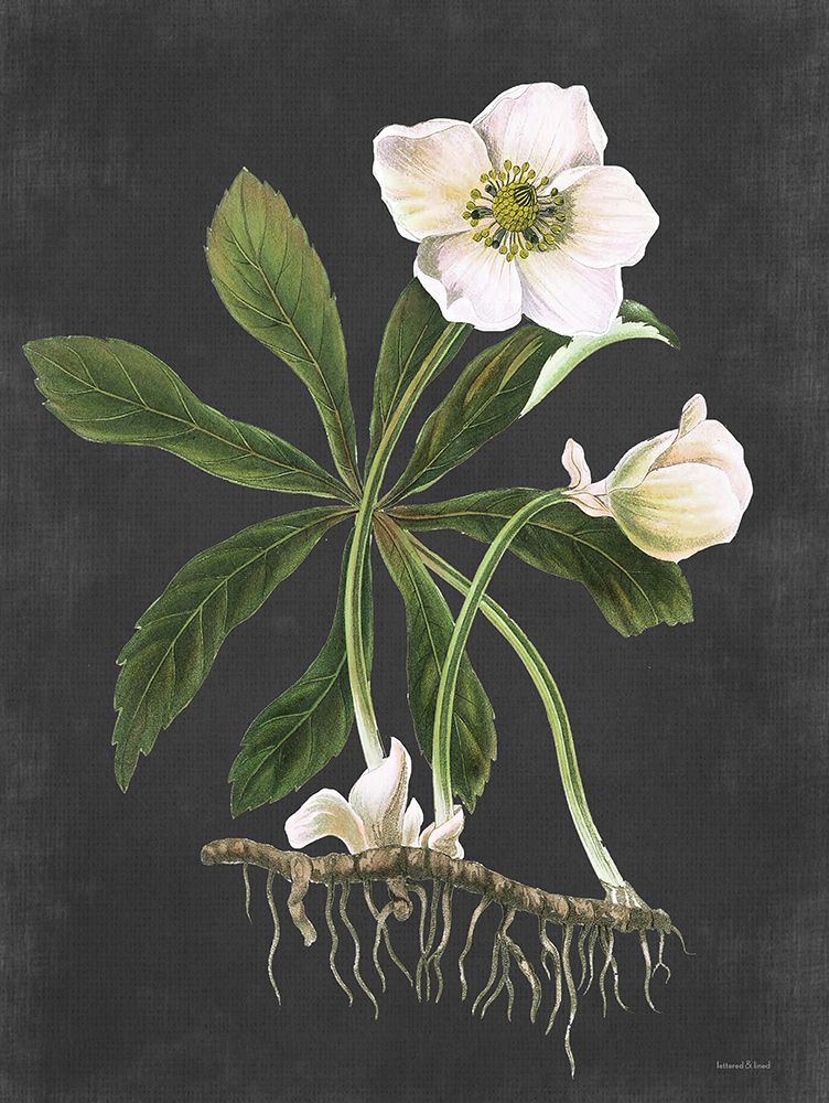 Hellebore art print by Lettered and Lined for $57.95 CAD