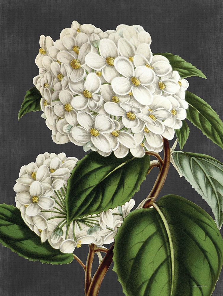 Hydrangea art print by Lettered And Lined for $57.95 CAD