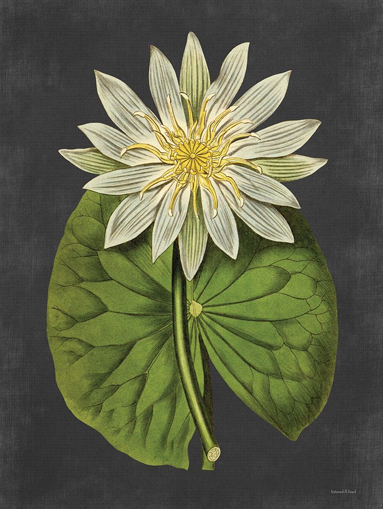 Lily art print by Lettered and Lined for $57.95 CAD