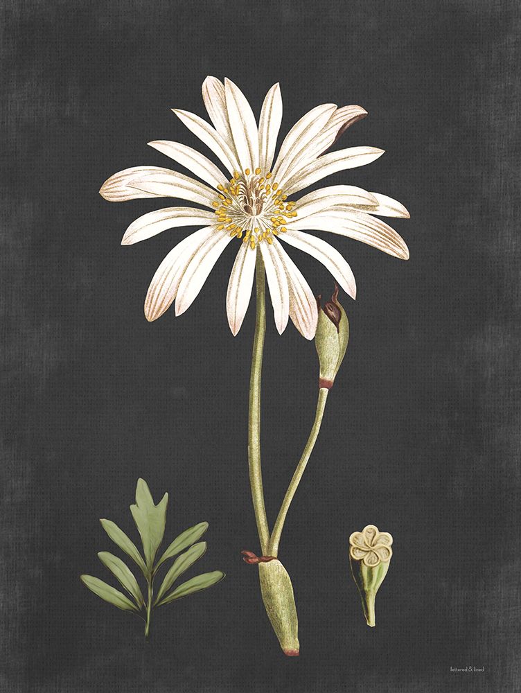 Naturalist Bloom Study art print by Lettered And Lined for $57.95 CAD