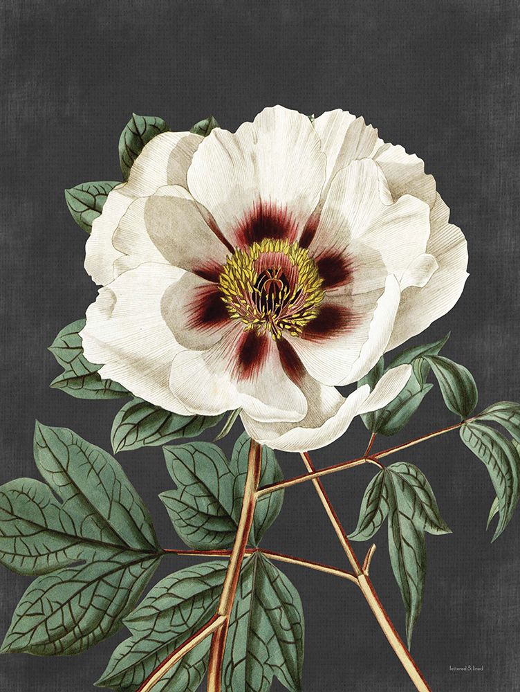 Vintage Rose art print by Lettered and Lined for $57.95 CAD